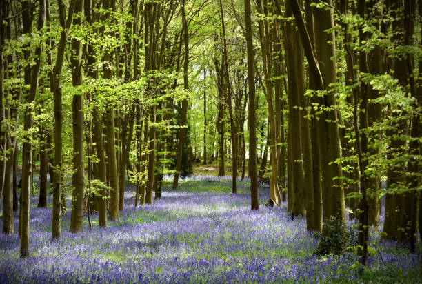 Wild bluebells carpet a woodland glade in England during spring