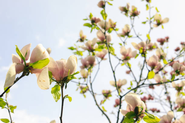 ピンク マグノリア ツリー花咲くの澄んだ青い空 - sunlight flower magnolia flower head ストックフォトと画像