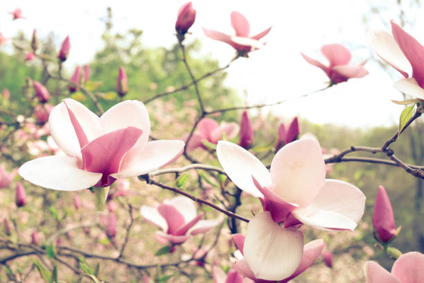 ピンク マグノリア ツリー花咲くの澄んだ青い空 - sunlight flower magnolia flower head ストックフォトと画像