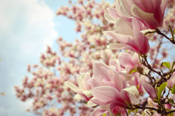 istock Pink magnolia tree flowers blooms on clear blue sky 951982884