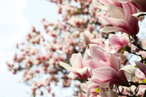 istock Pink magnolia tree flowers blooms on clear blue sky 951982910