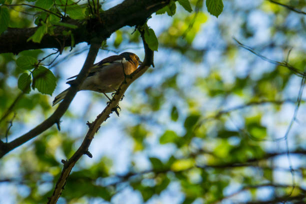 Germany, Beautiful chaffinch sitting in a tree in warm afternoon sunlight Germany, Beautiful chaffinch sitting in a tree in warm afternoon sunlight male common chaffinch bird fringilla coelebs stock pictures, royalty-free photos & images