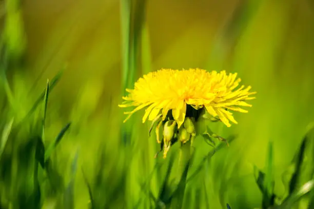Germany, Yellow shining dandelion flower close up in green field in warm sunlight