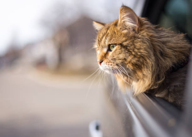 Domestic cat traveling in car with head out window Pats inside of vehicule siberian cat photos stock pictures, royalty-free photos & images