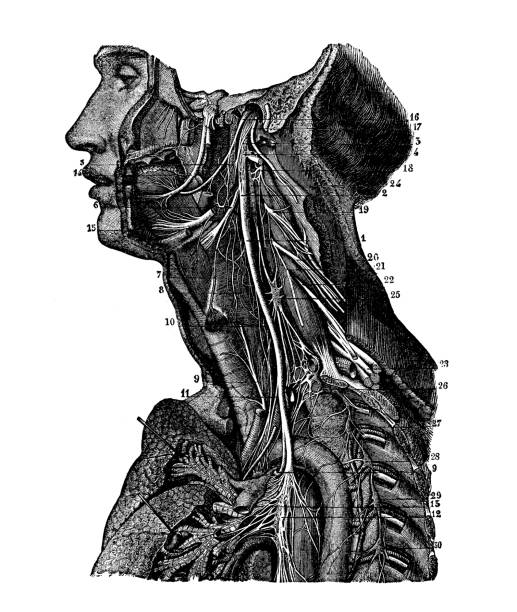 antyczna ilustracja ludzkiego układu nerwowego anatomii ciała: szyja i nerwy tułowia - body human spine human head human neck stock illustrations