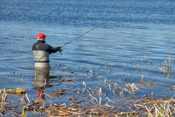 istock Fishermen spin fishing using chest waders to stay dry. 951984896