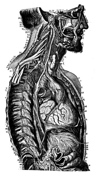 antyczna ilustracja ludzkiego układu nerwowego anatomii ciała: szyja i nerwy tułowia - body human spine human head human neck stock illustrations