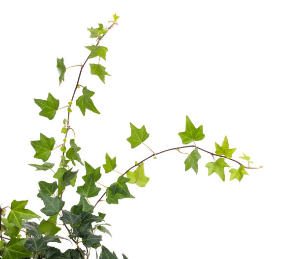istock ivy leaves isolated on white 951985476
