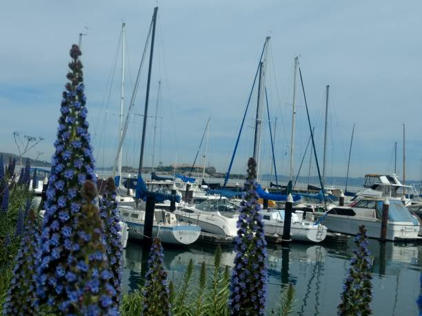 istock Sailboats Marina District 951988288