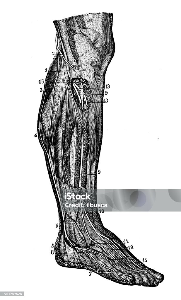 Antique illustration of human body anatomy nervous system: Leg nerves Leg stock illustration