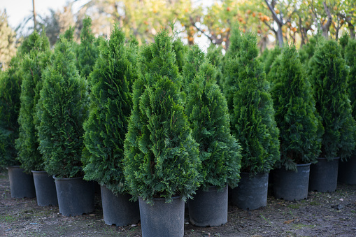 Pine trees in pots for sale