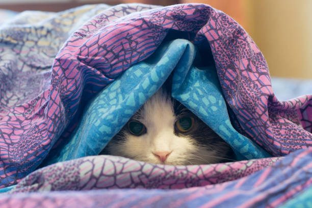 Photo of a cat wrapped in a blanket Photo of a cat wrapped in a colorful blanket frost face stock pictures, royalty-free photos & images