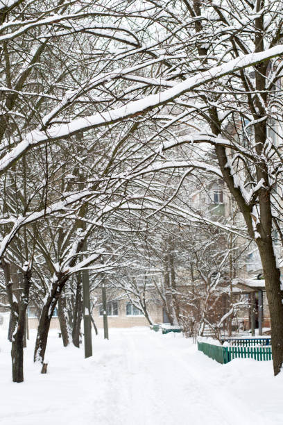 istock Trees covered with snow in the yard 951993136