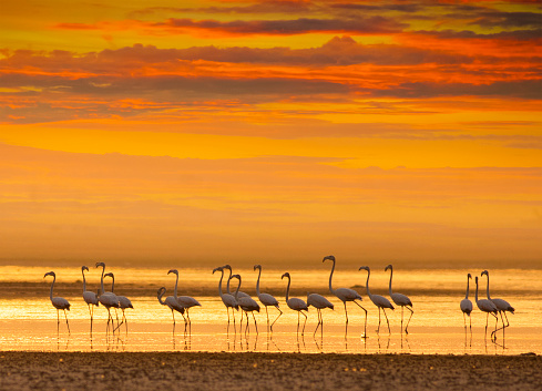 Flamingos at Sunset in a Lagoon