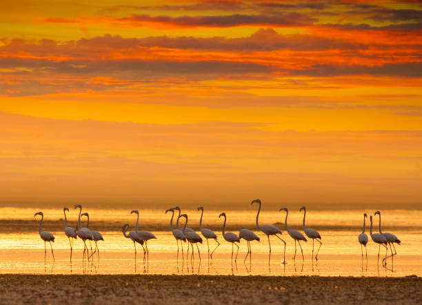flamingos por do sol em um lago - cloud morning delta landscape - fotografias e filmes do acervo