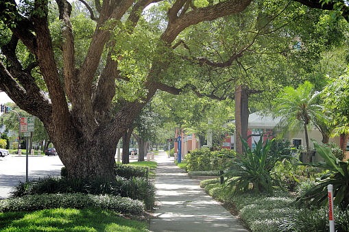 Beautiful old oak in quiet suburban street in Saint Petersburg, Florida