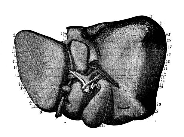 人体解剖学のアンティークイラスト:肝臓 - engraved image engraving liver drawing点のイラスト素材／クリップアート素材／マンガ素材／アイコン素材