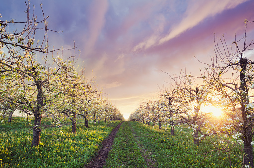 Nova Scotian apple Orchard in twilight