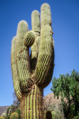 cactus gigantes en el desierto, Argentina photo