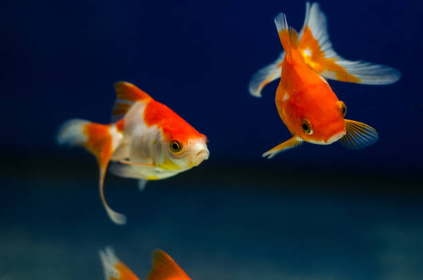 Goldfish in aquarium stock photo
