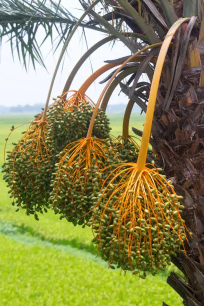 Photo of Raw bunch of date palm hanging on the tree.