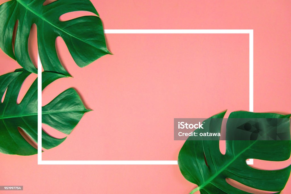 Tropical green monstera leaves nature on pink background with frame design for copy space Tropical green monstera leaves nature on pink background with frame design for creative advertising with summer and spring concept, copy space, Top view, Flat lay. Backgrounds Stock Photo