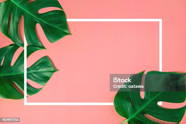 Tropical Green Monstera Leaves Nature On Pink Background With Frame Design For Copy Space Stock Photo - Download Image Now