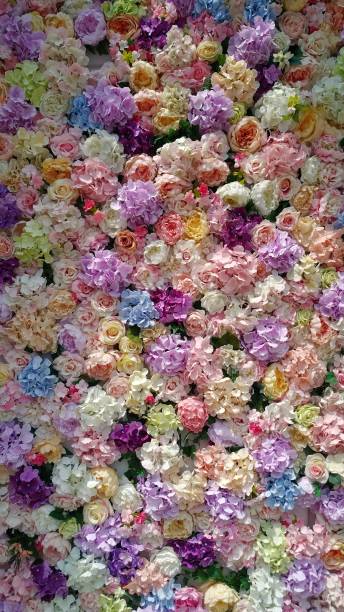 istock flowers in the wall with nice color and lighting with dark and light 951999048