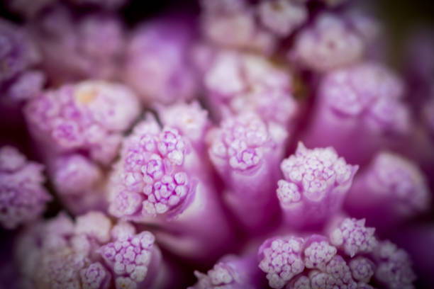 Macro Photography