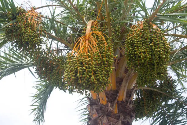 Photo of Raw bunch of date palm hanging on the tree.