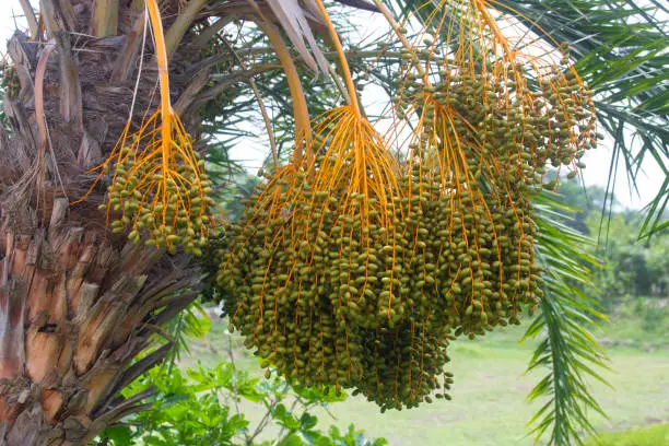 Photo of Raw bunch of date palm hanging on the tree.