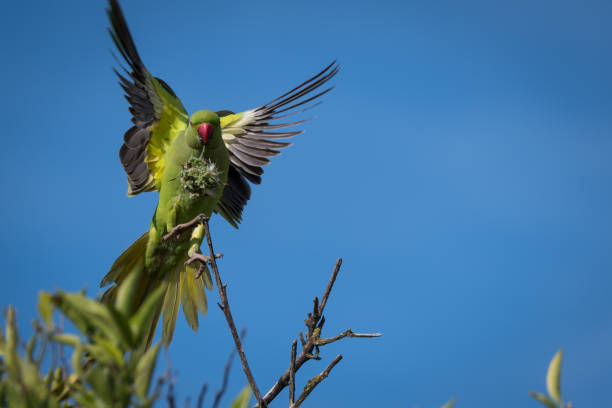 istock Isolated green parrot in the wild- Israel 952001014
