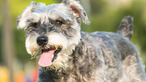 istock Happy miniature, schnauzer puppy running with nice background color 952001176