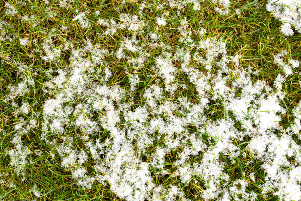 istock Mid-high lawn with snow texture. Park lawn texture. Top view, overhead shot. Grassplot surface backdrop. Divet underlay, decorative background. Green yellow lawn with snow desktop picture. 952001318