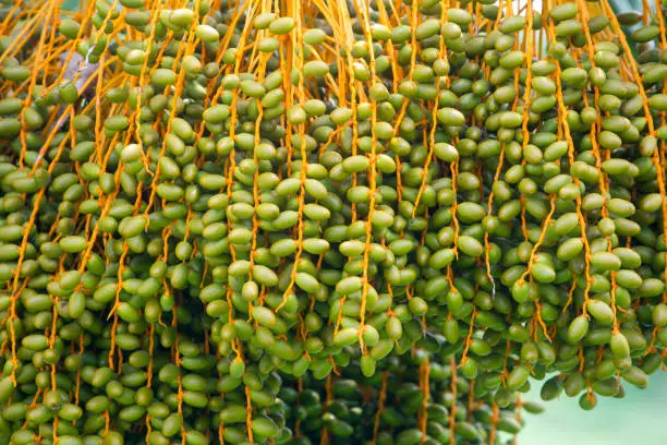 Photo of Raw bunch of date palm hanging on the tree.