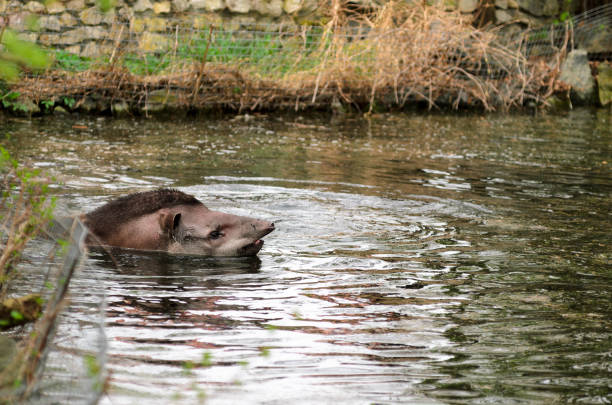 Tapir anta - Tapirus terrestris in a river, with a blurred background.