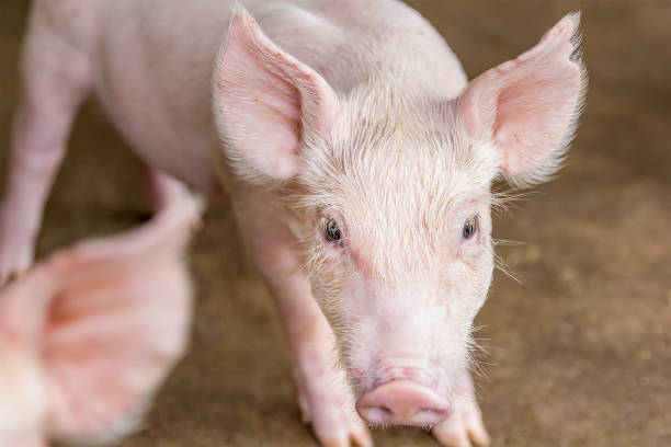 istock Small pigs in the farm 952003896