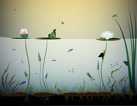 pond life, under the water, river's animal, shadows, black and white, vector