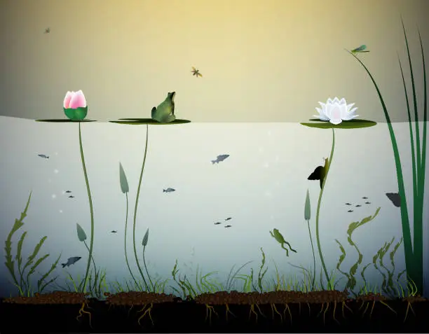 Vector illustration of pond life, under the water, river's animal, shadows, black and white,