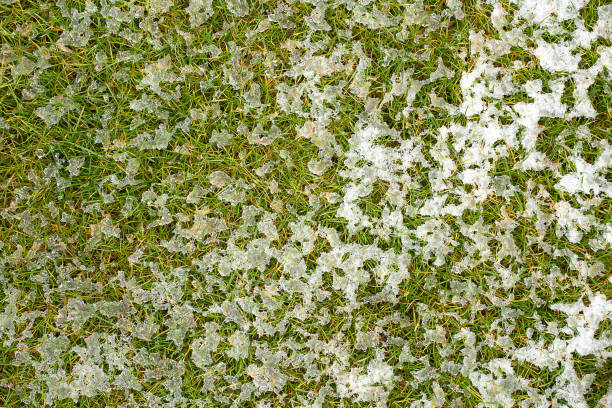 istock Mid-high lawn with melting snow texture. Park lawn texture. Top view, overhead shot. Grassplot surface backdrop. Divet underlay, decorative background. Green yellow lawn with melting snow desktop. 952004450
