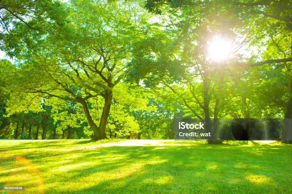 Luz solar jardín - Foto de stock de Parque público libre de derechos