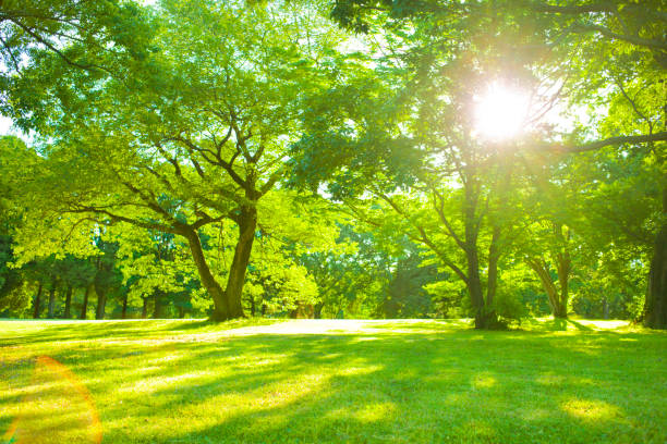 Garden sunlight Sunny park yard grounds stock pictures, royalty-free photos & images