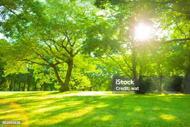 Garden Sunlight Stock Photo - Download Image Now - Public Park, Yard - Grounds, Summer