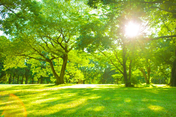 garden sunlight - environment sky grass nature imagens e fotografias de stock