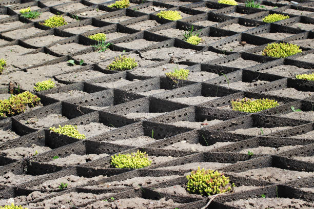 istock Plantation on the slope 952005072