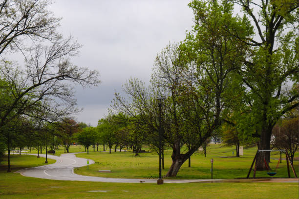 istock Squirrel on wet road and birds scattered on the grass on a wet spring day in a park 952005152