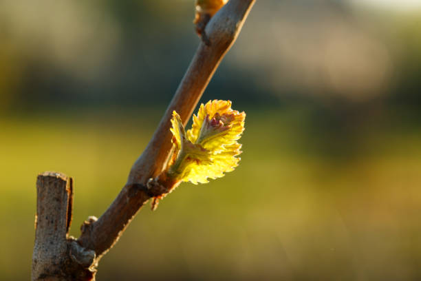 istock Buds on the branches, nature wakes up after winter in early spring 952008572