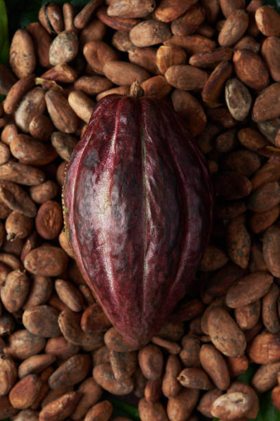 istock Close-up of red cacao pod 952013664