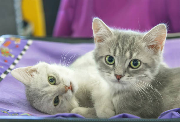 Two small kitten Scottish Straight stock photo