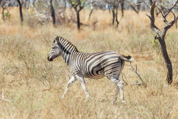 istock Side view of an African Zebra 952015408